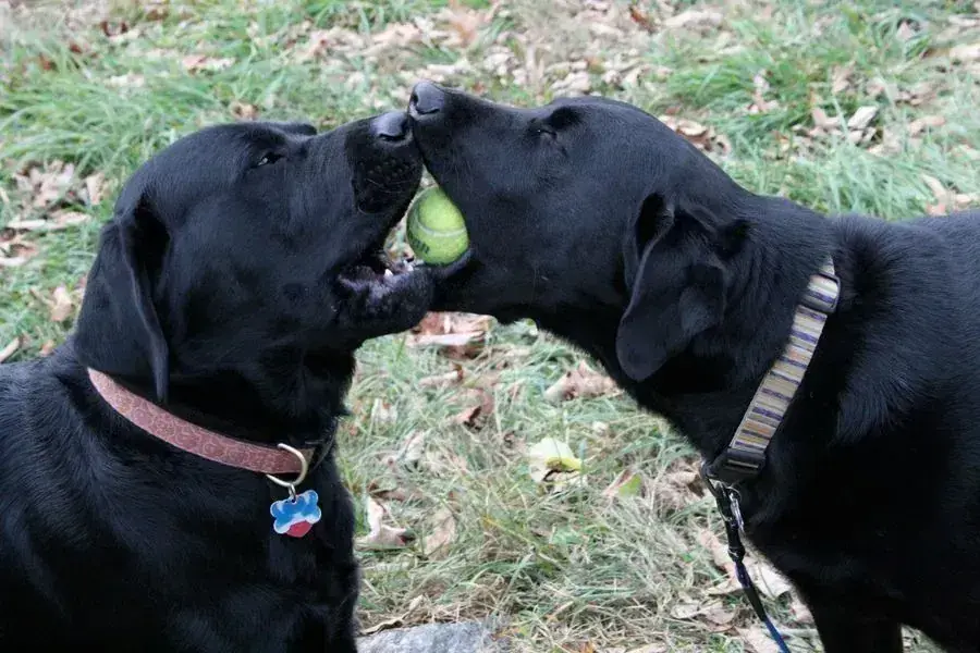 Two black labs sharing one tennis ball on the grass