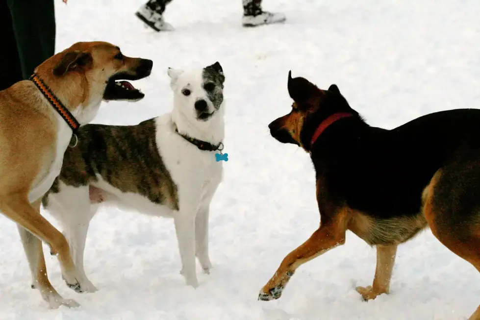 Three dogs playing together in fresh snow