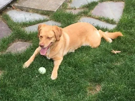 A golden dog lying on the grass with a ball