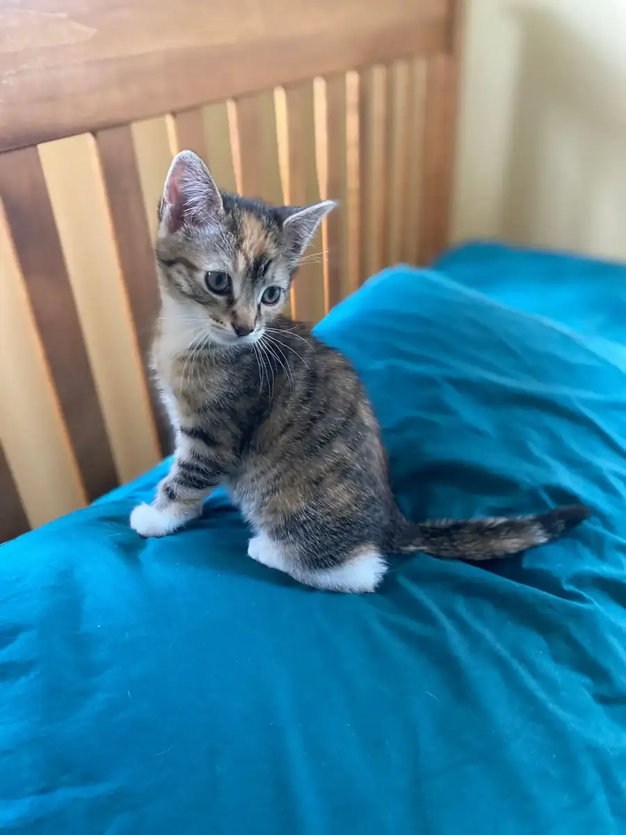 A calico kitten on a teal bedspread