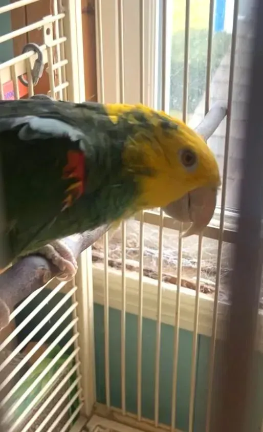 A green and yellow parrot at the bars of its cage