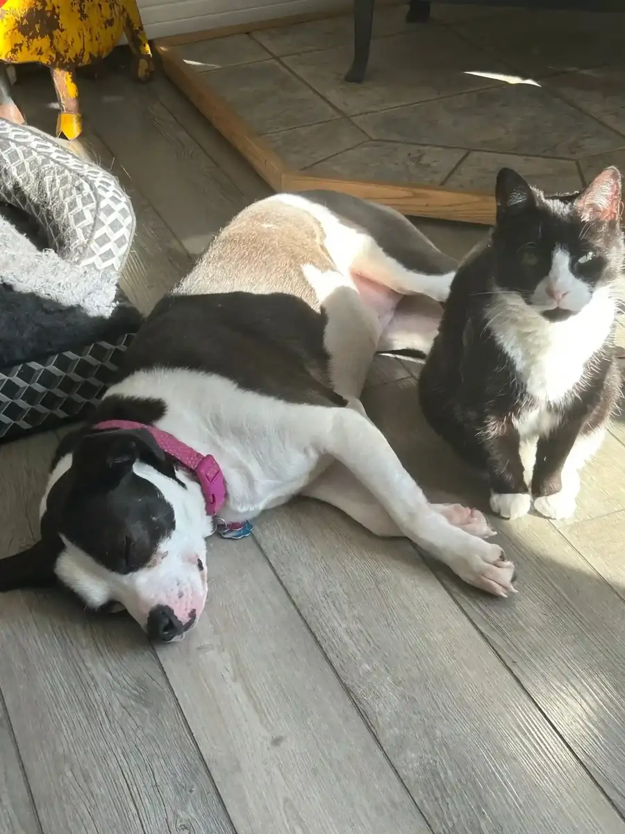 In-Home Pet Sitting