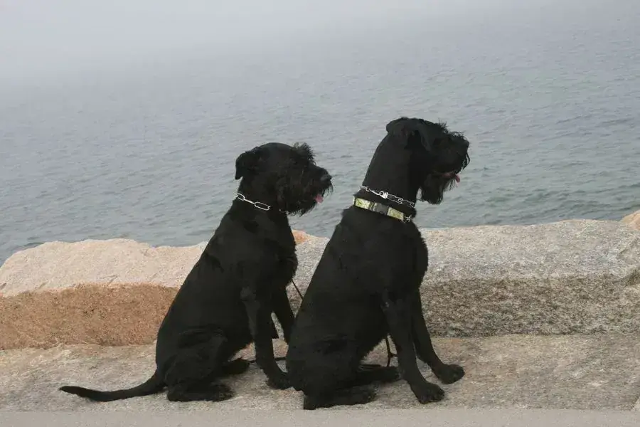 Two black schnauzers sitting on a shoreline rock by grey water
