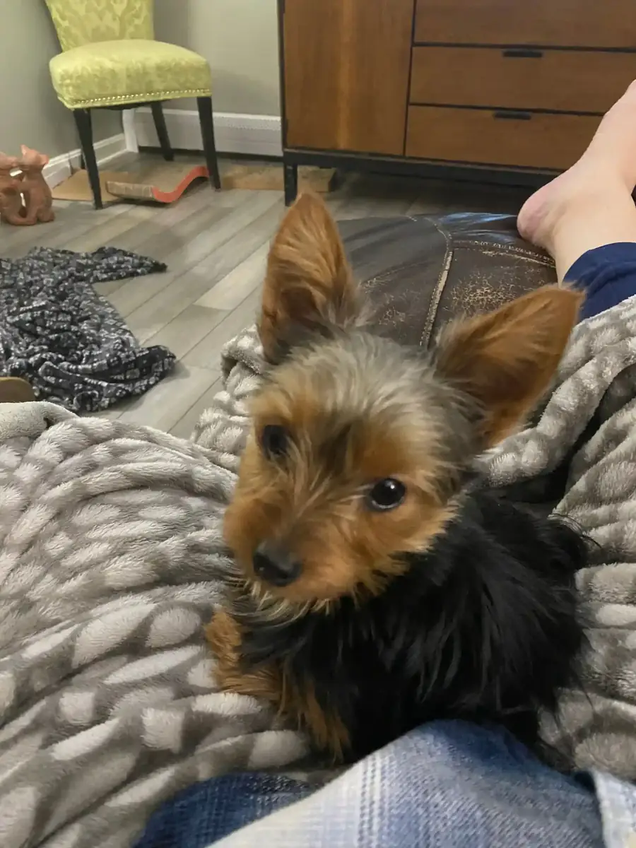 A Yorkie looking up from a soft blanket